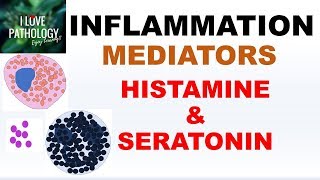 INFLAMMATION Part 4 Chemical Mediators HISTAMINE amp SEROTONIN [upl. by Maiocco551]