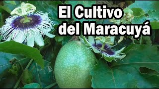 EL CULTIVO DEL MARACUYA ASPECTOS TÉCNICOS Y FITOSANITARIOS [upl. by Euqor]