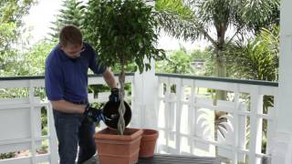 How to Repot Ficus Benjamina  Planting Basics [upl. by Niffirg171]