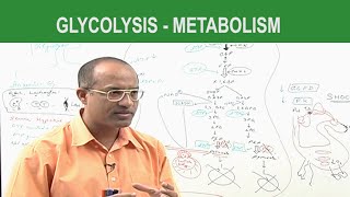 Glycolysis  Metabolism  Dr Najeeb [upl. by Daffi]