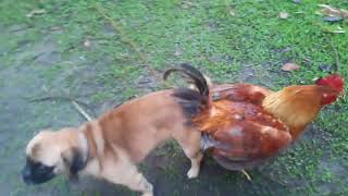 Perro se aparea con gallo [upl. by Emily]