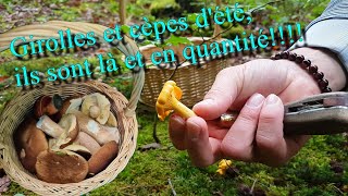 CHAMPIGNONS Girolles et cèpes dété après les orages cest la folie 🍄😜 [upl. by Rae]