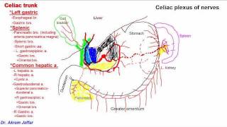 Coeliac Celiac Disease  Overview signs and symptoms pathophysiology diagnosis treatment [upl. by Itnaihc]