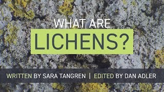 What Are Lichens Mini Video [upl. by Boswall]