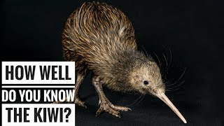 Kiwi Bird  Description Characteristics and Facts [upl. by Engleman]