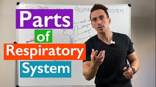 Parts of the Respiratory System  Overview [upl. by Turne]