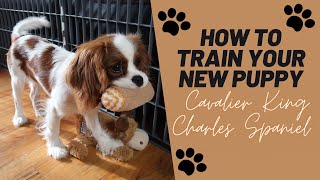 Puppy Training Tips  Cavalier King Charles Spaniel [upl. by Nemajneb]