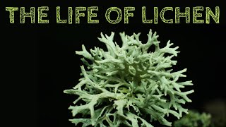 The Life of Lichen [upl. by Akiem778]