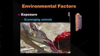 Estimating Post Mortem Interval part 6  Environmental Factors [upl. by Sueddaht]