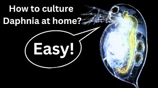 BEST Live Fish Food Beginner guide How to Culture Daphnia at home [upl. by Iiette]