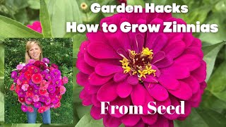 How to Grow Zinnias From Seed [upl. by Estelle169]