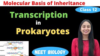 Transcription in Prokaryotes  Class 12 Genetics  NEET Biology [upl. by Aissirac76]