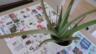 How to Revive a Dying Aloe Vera Plant [upl. by Idnic]