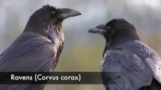 Raven Corvus corax Call [upl. by Ajuna204]