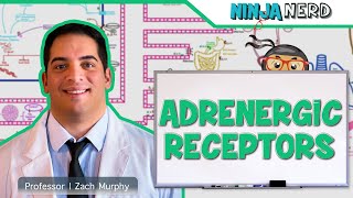 Neurology  Adrenergic Receptors [upl. by Ennayelsel100]