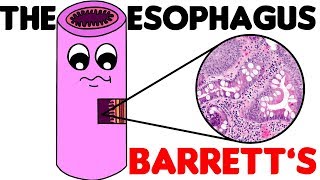 All about the Esophagus [upl. by Smiga]