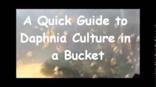 How to culture daphnia outside [upl. by Balf]