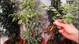 How to grow Ficus Benjamina from cutting branch very easy [upl. by Evvy]