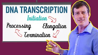 DNA Transcription Made EASY  Part 1 Initiation 🐣 [upl. by Nostaw]