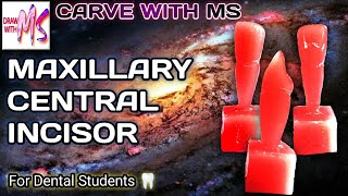 Maxillary Central Incisor Carving  Step by step  With Proper Instructions  MS [upl. by Nedry]