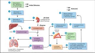 The ReninAngiotensinAldosterone RAAS Pathway EXPLAINED [upl. by Haeel605]