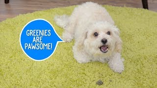 Greenies Dental Chews for Dogs  Chewy [upl. by Raychel]