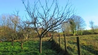 How to Prune Established Apple Trees [upl. by Mathis]