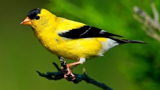 American Goldfinch Singing Song [upl. by Ylle]