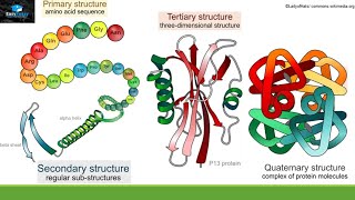 Structure And Function Of Proteins [upl. by Blader]