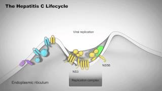 Heptitis C Treatments  WebMD [upl. by Eillam]