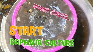 How to culture daphnia moina the easy way 1  Starting the Daphnia culture [upl. by Ecirahc]