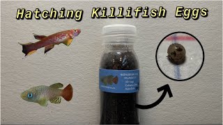 How to Hatch Killifish Eggs and Raise the Fry [upl. by Ilajna]