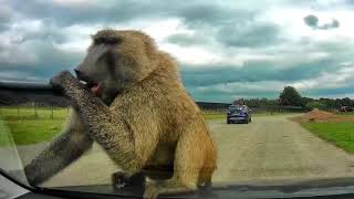 New Golf damaged by Baboon at Knowsley Safari Park [upl. by Det623]