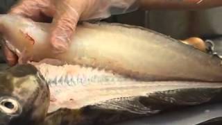 How to Fillet Cod [upl. by Peterman]