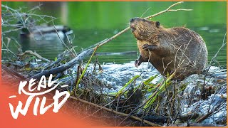 Why Do Beavers Build Dams Natures Engineers Wildlife Documentary  Natural Kingdom  Real Wild [upl. by Rimaj]