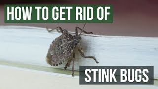 How to Get Rid of Stink Bugs 4 Easy Steps [upl. by Harraf]