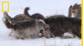 Le règne sans pitié dune meute de loups [upl. by Tiebold]