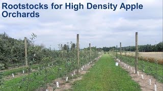 Rootstocks for High Density Apple Orchards [upl. by Norrehc]