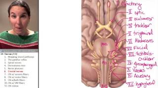 Nerves 6 Cranial Nerves [upl. by Suoivatnom]