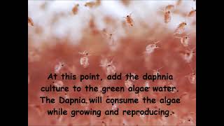 Daphnia  How to grow daphnia in your home [upl. by Hayouqes]