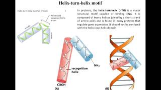 Lecture 4 Helix turn Helix motifs [upl. by Yablon]