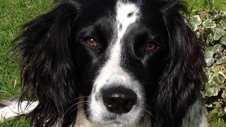 Why To Get An English Springer Spaniel [upl. by Anovahs]