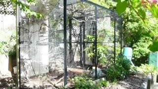 Beautiful Natural Finch Aviary How to set one up [upl. by Eilrahs]