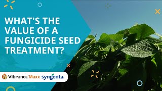 Whats the value of a fungicide seed treatment [upl. by Ferullo]