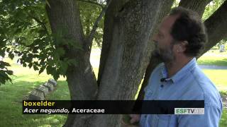 Trees with Don Leopold  boxelder [upl. by Fredia]