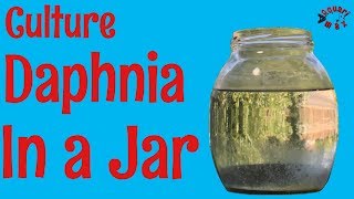 How to Culture Daphnia in a Jar [upl. by Enihpets]