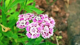 How to Grow Dianthus Pinks from Seed [upl. by Cinderella168]