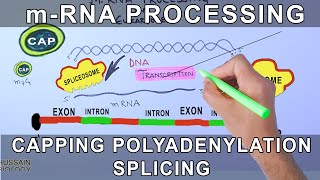 Overview of mRNA Processing in Eukaryotes [upl. by Cadal170]