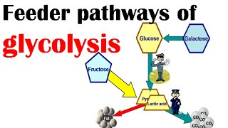 Feeder pathways of glycolysis [upl. by Marci917]