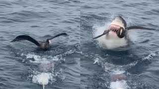 Savage Shark Snatches Bird From Water Surface [upl. by Milburt776]